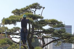 「はなまる造園」植木職人_1